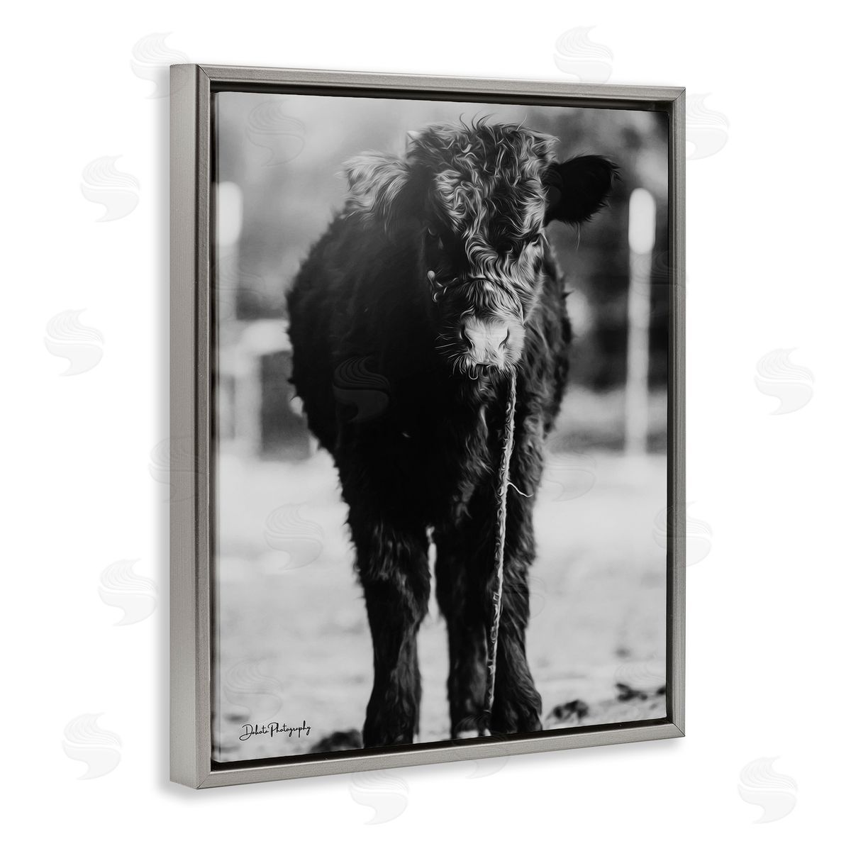 Dakota Diener Baby Cattle Calf Grazing Rural Farm Photography Gray Floating Frame Canvas Wall Art Print