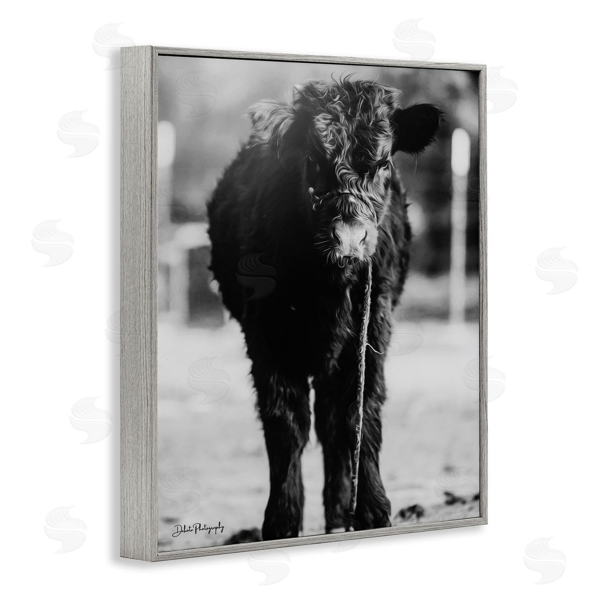 Dakota Diener Baby Cattle Calf Grazing Rural Farm Photography Gray Framed Giclee Wall Art Print
