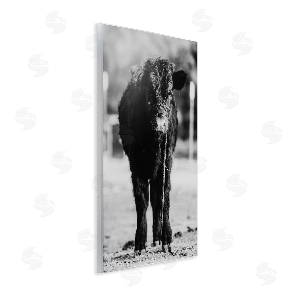 Dakota Diener Baby Cattle Calf Grazing Rural Farm Photography Wall Plaque Art Print