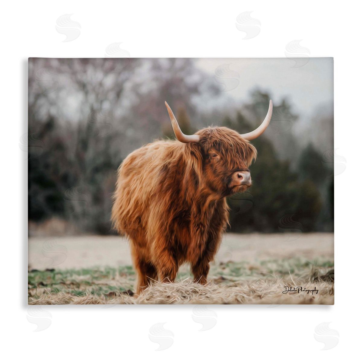 Dakota Diener Serene Highland Cattle Rural Pasture Daylight Sun Stretched Canvas Wall Art Print