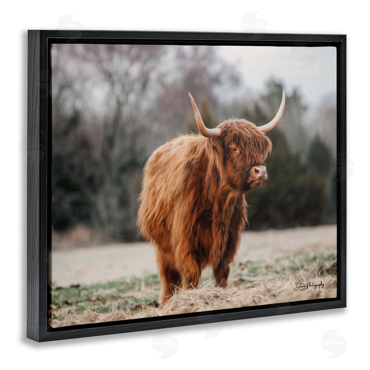 Dakota Diener Serene Highland Cattle Rural Pasture Daylight Sun Black Floating Frame Canvas Wall Art Print