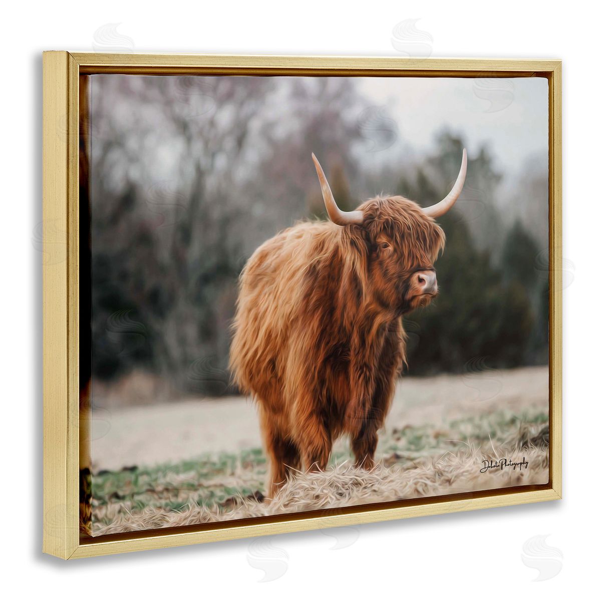 Dakota Diener Serene Highland Cattle Rural Pasture Daylight Sun Gold Floating Frame Canvas Wall Art Print