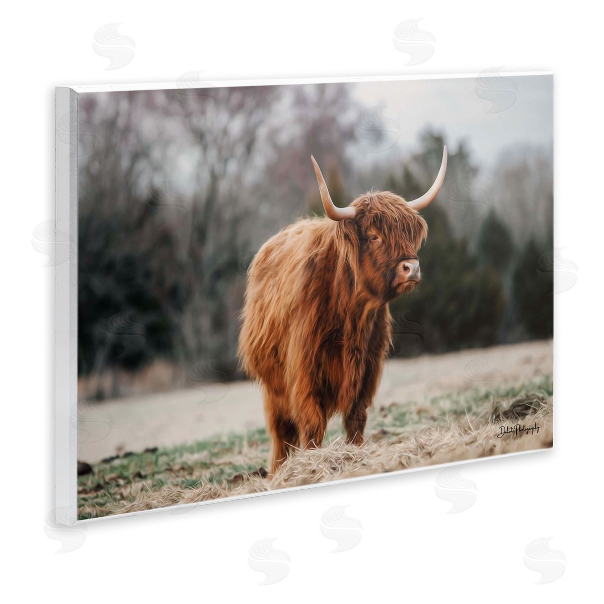 Dakota Diener Serene Highland Cattle Rural Pasture Daylight Sun Wall Plaque Art Print