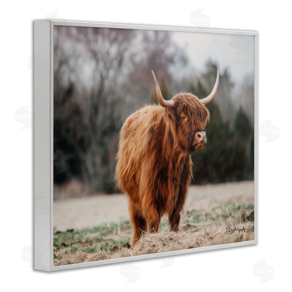 Dakota Diener Serene Highland Cattle Rural Pasture Daylight Sun White Framed Giclee Wall Art Print