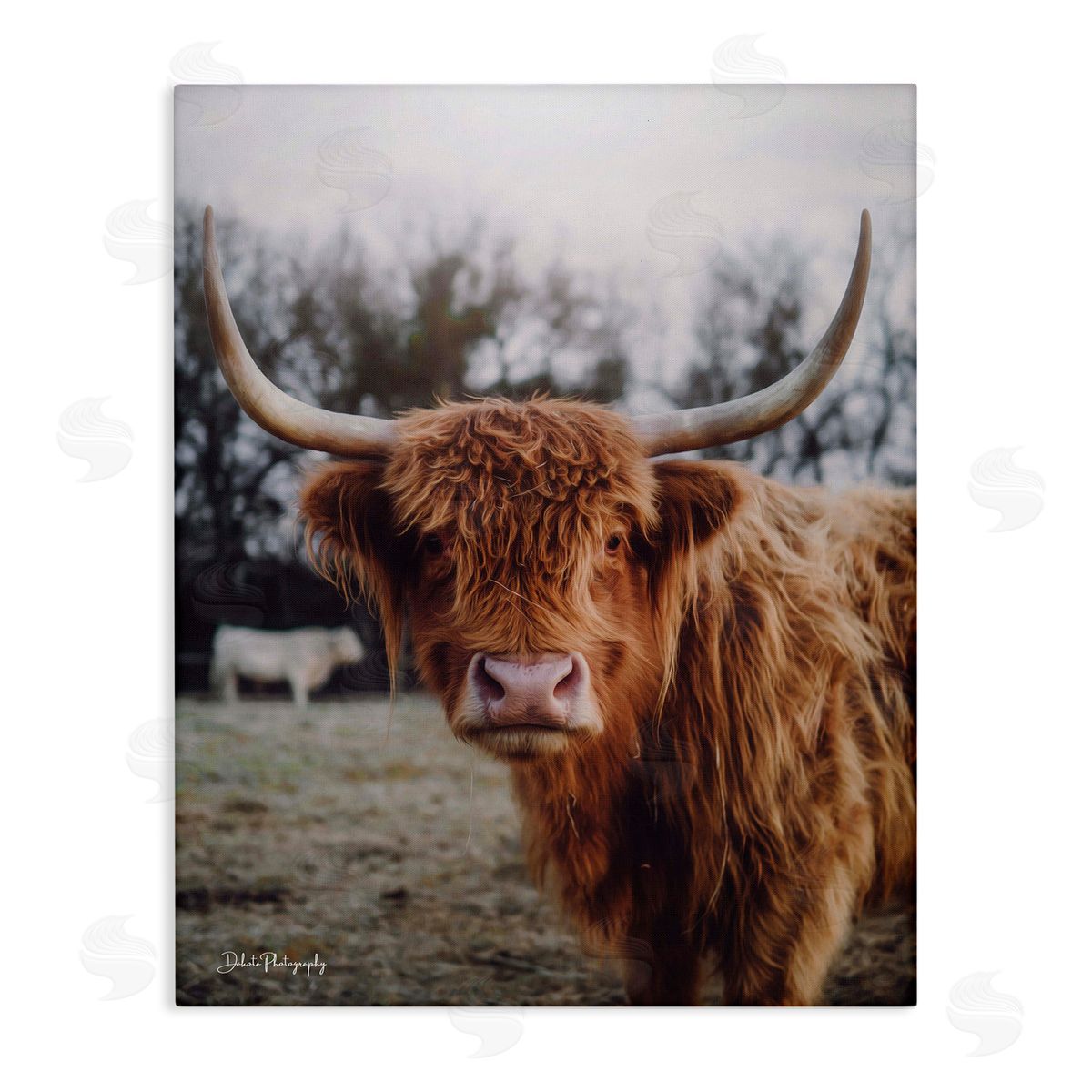 Dakota Diener Highland Cattle Cow Gazing Warm Sunny Portrait Stretched Canvas Wall Art Print