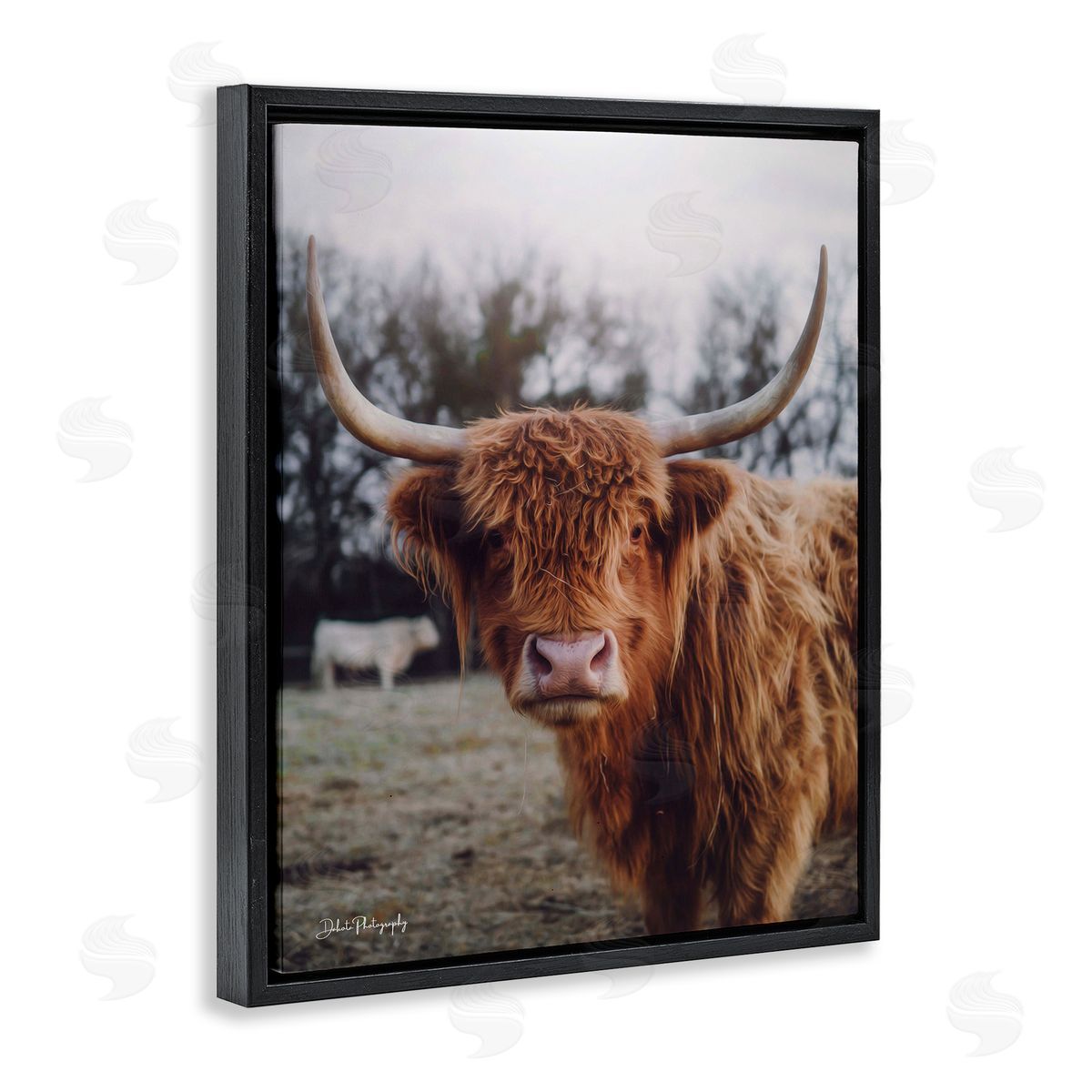 Dakota Diener Highland Cattle Cow Gazing Warm Sunny Portrait Black Floating Frame Canvas Wall Art Print