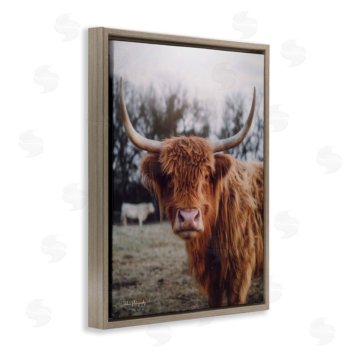 Dakota Diener Highland Cattle Cow Gazing Warm Sunny Portrait Brown Floating Frame Canvas Wall Art Print