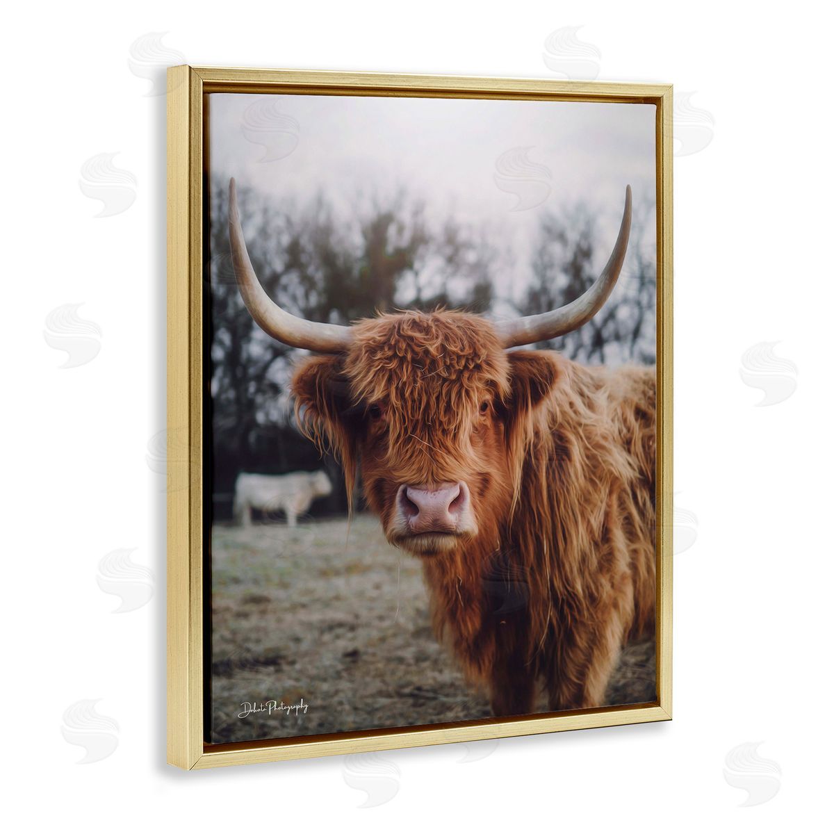 Dakota Diener Highland Cattle Cow Gazing Warm Sunny Portrait Gold Floating Frame Canvas Wall Art Print