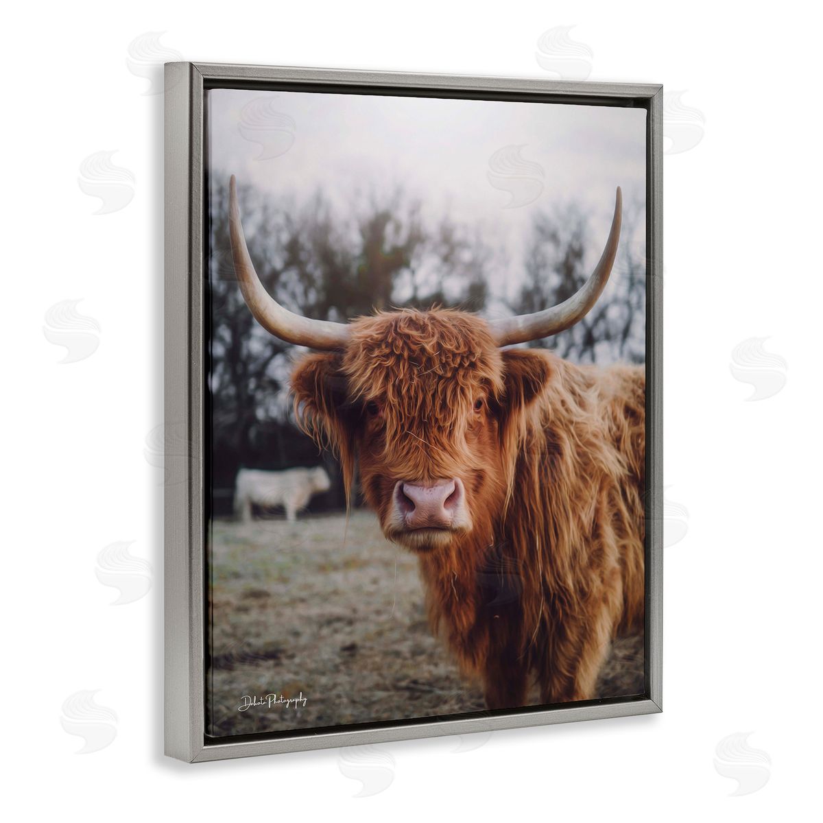 Dakota Diener Highland Cattle Cow Gazing Warm Sunny Portrait Gray Floating Frame Canvas Wall Art Print