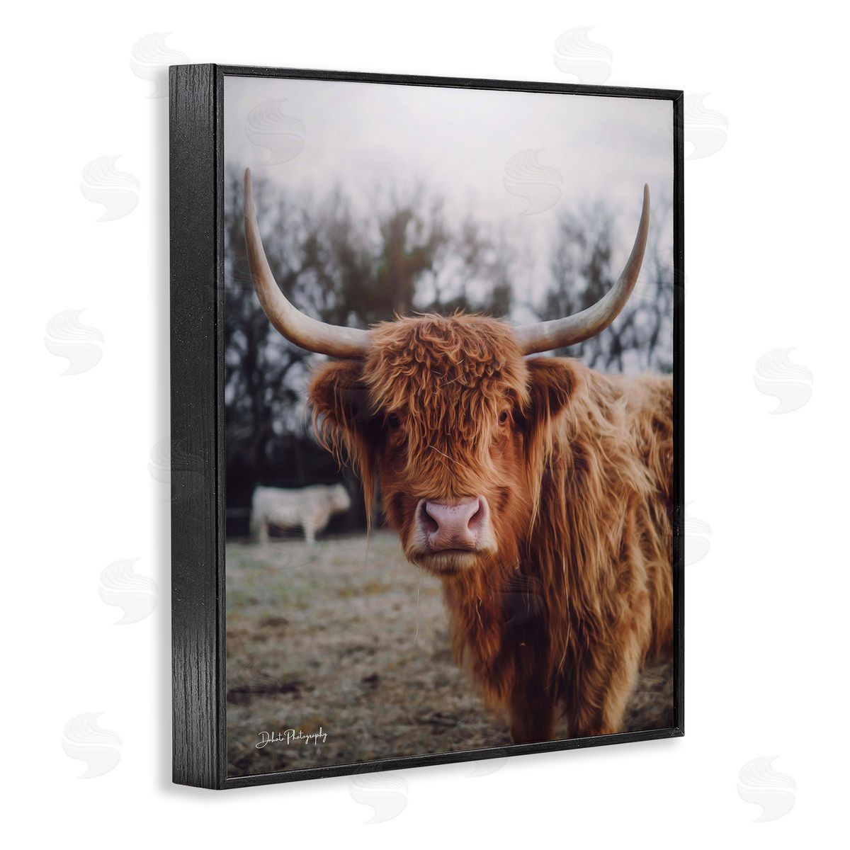 Dakota Diener Highland Cattle Cow Gazing Warm Sunny Portrait Black Framed Giclee Wall Art Print