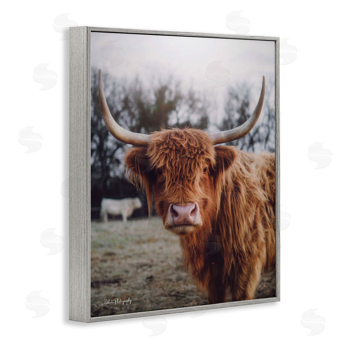 Dakota Diener Highland Cattle Cow Gazing Warm Sunny Portrait Gray Framed Giclee Wall Art Print