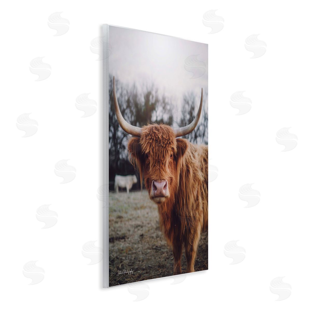 Dakota Diener Highland Cattle Cow Gazing Warm Sunny Portrait Wall Plaque Art Print