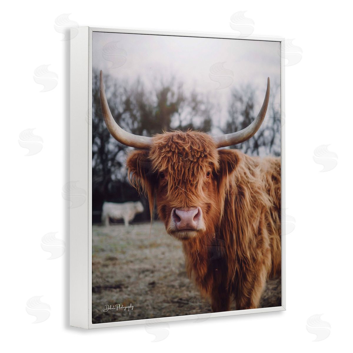 Dakota Diener Highland Cattle Cow Gazing Warm Sunny Portrait White Framed Giclee Wall Art Print