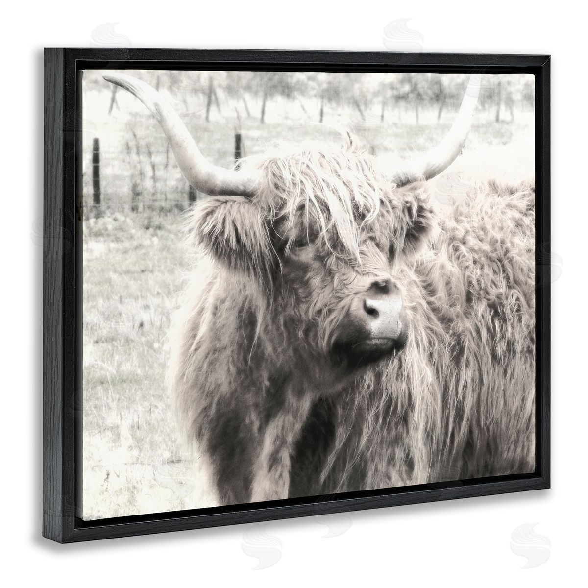 Graffitee Studios Rustic Farm Highland Cattle Cow Monochrome Photography Black Floating Frame Canvas Wall Art Print