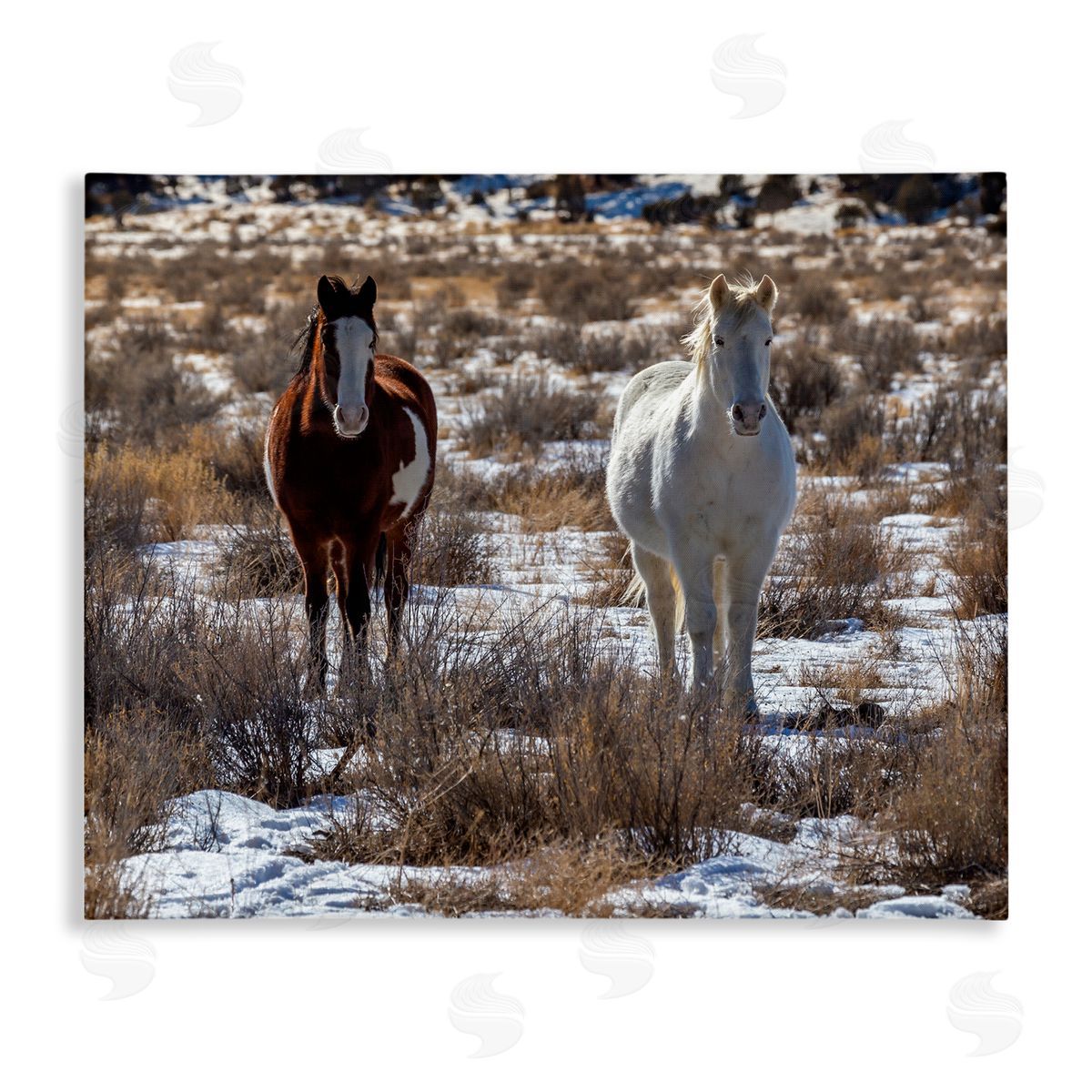 Jeff Poe Photography Pair Horses Walking Through Snow Dusted Grassland  Stretched Canvas Wall Art Print