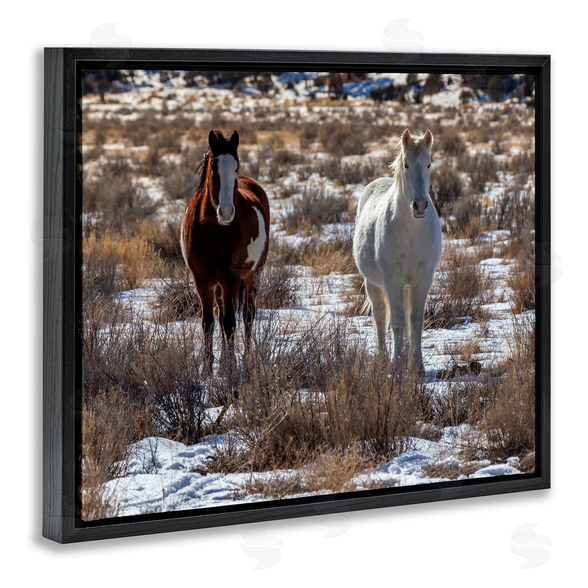 Jeff Poe Photography Pair Horses Walking Through Snow Dusted Grassland  Black Floating Frame Canvas Wall Art Print