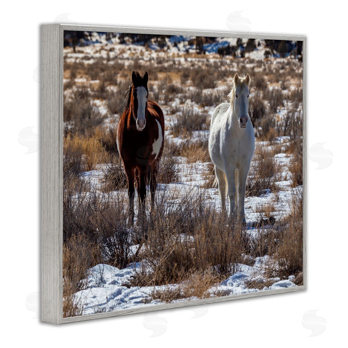 Jeff Poe Photography Pair Horses Walking Through Snow Dusted Grassland  Gray Framed Giclee Wall Art Print