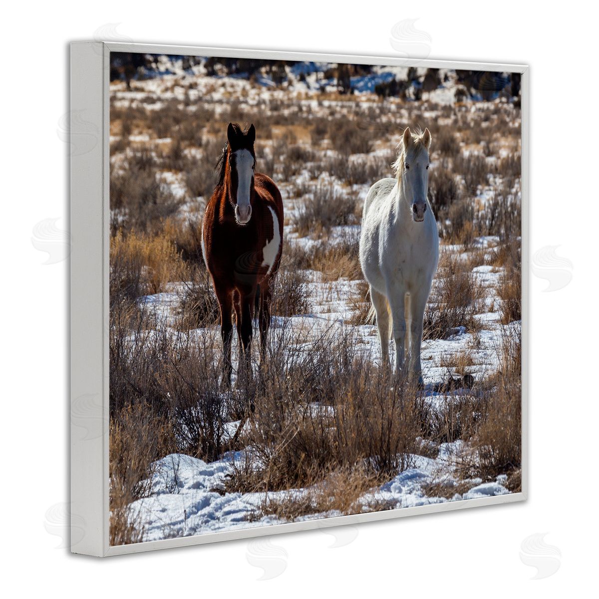 Jeff Poe Photography Pair Horses Walking Through Snow Dusted Grassland  White Framed Giclee Wall Art Print