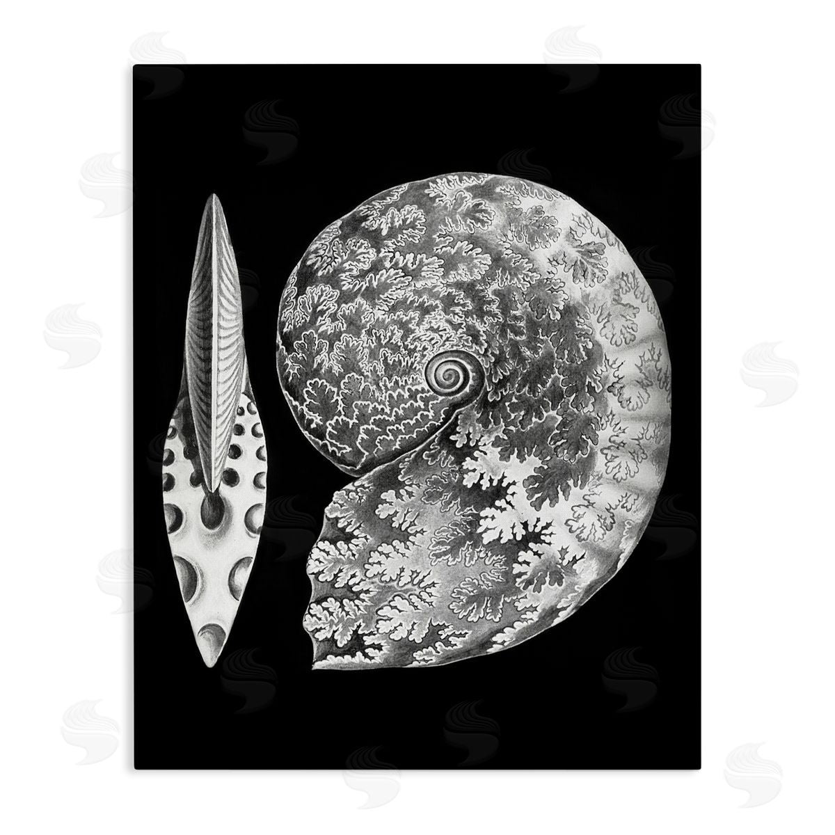 Graffitee Studios Detailed Patterned Nautilus Spiral Seashell Modern Stretched Canvas Wall Art Print