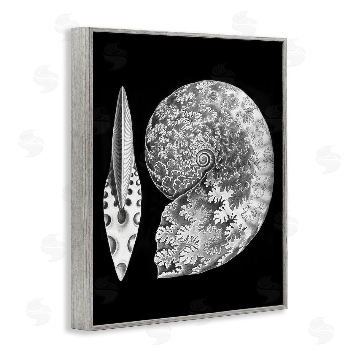 Graffitee Studios Detailed Patterned Nautilus Spiral Seashell Modern Gray Framed Giclee Wall Art Print