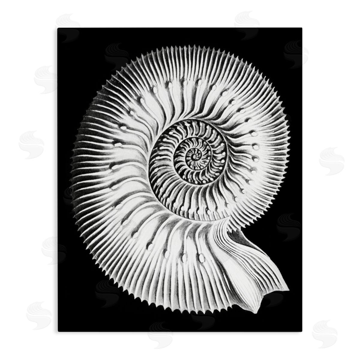 Graffitee Studios Spiral Sea Life Beach Shell Modern Fractal  Stretched Canvas Wall Art Print
