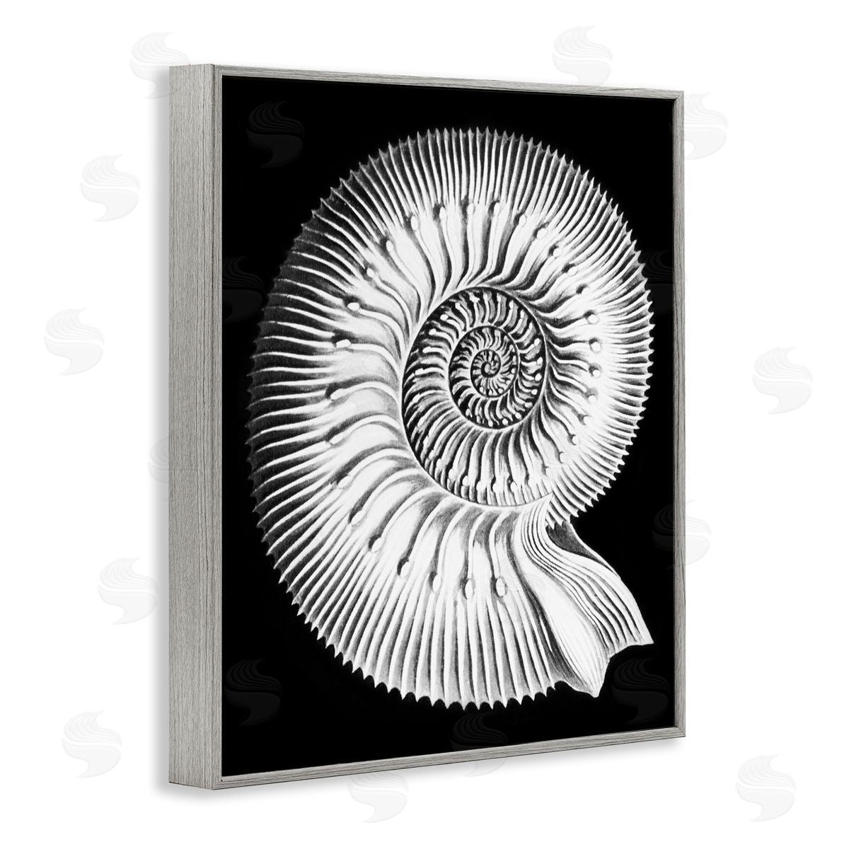 Graffitee Studios Spiral Sea Life Beach Shell Modern Fractal  Gray Framed Giclee Wall Art Print