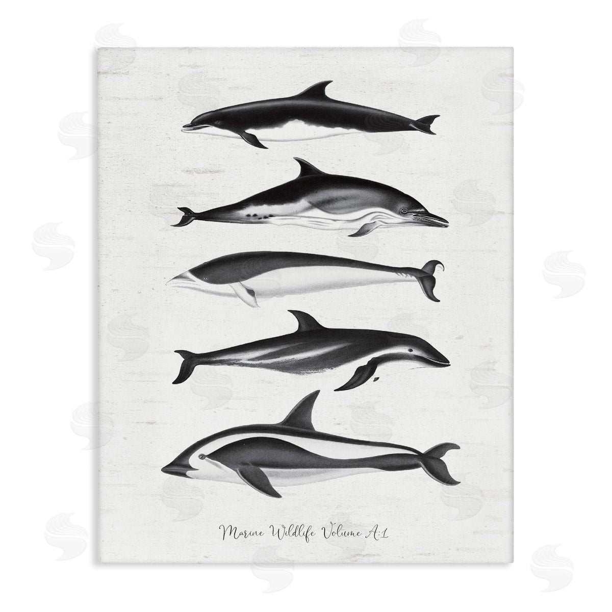 Lettered and Lined Marine Life Orca Whales Diagram Grainy Pattern Stretched Canvas Wall Art Print