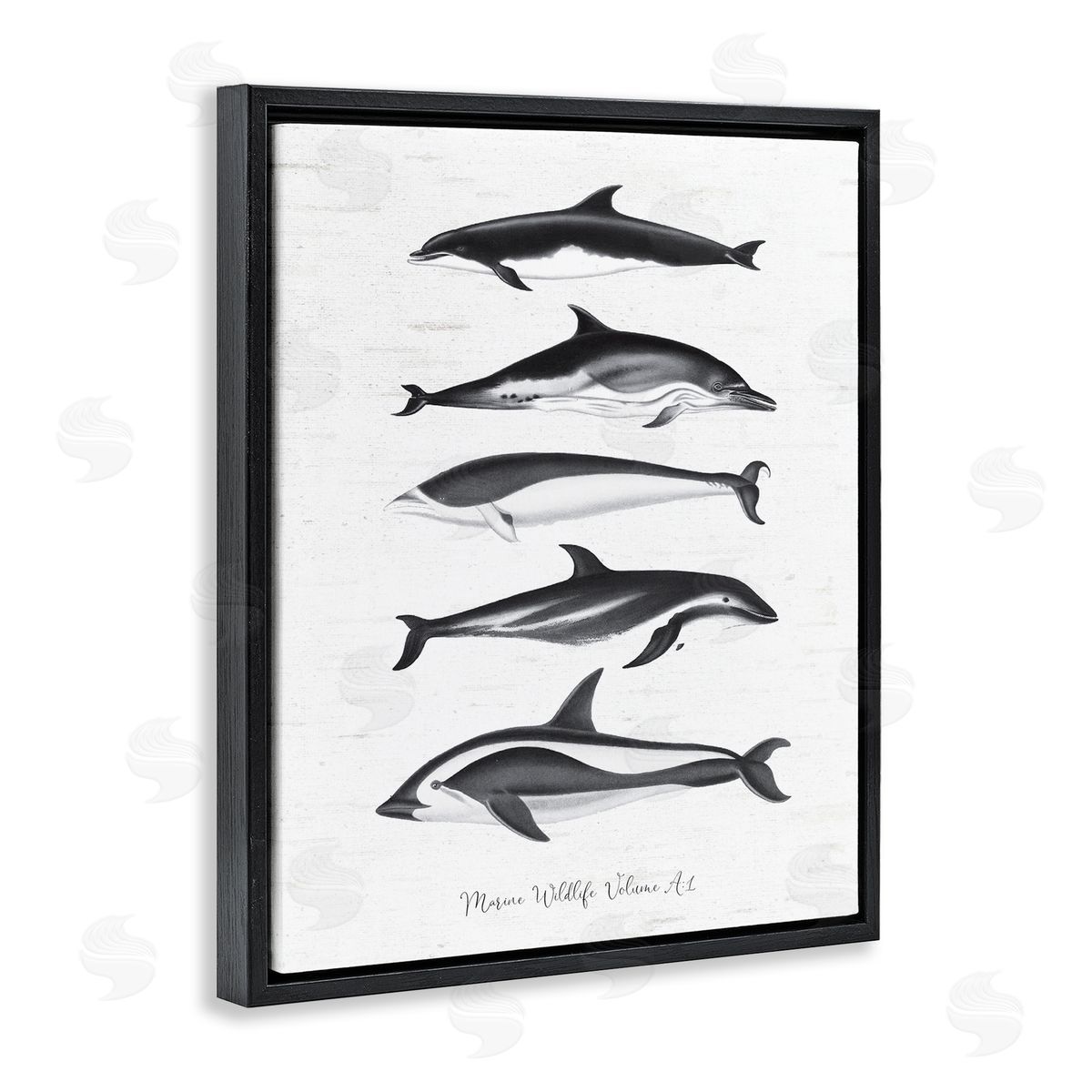 Lettered and Lined Marine Life Orca Whales Diagram Grainy Pattern Black Floating Frame Canvas Wall Art Print
