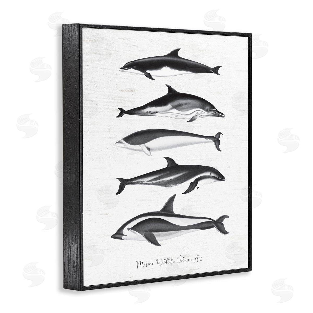 Lettered and Lined Marine Life Orca Whales Diagram Grainy Pattern Black Framed Giclee Wall Art Print