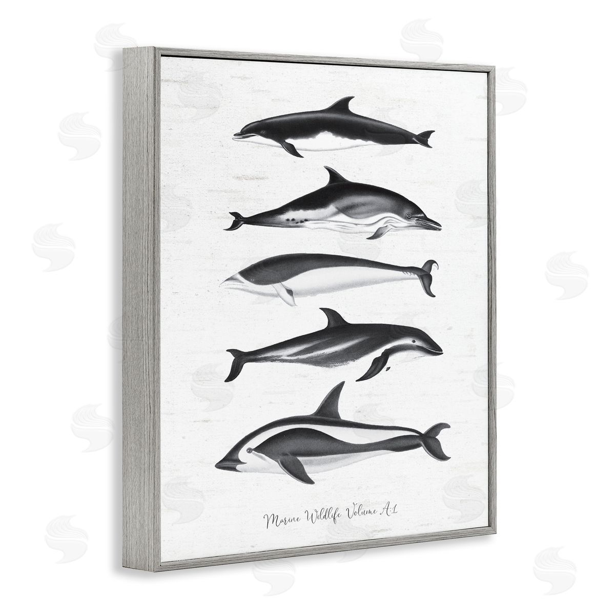Lettered and Lined Marine Life Orca Whales Diagram Grainy Pattern Gray Framed Giclee Wall Art Print