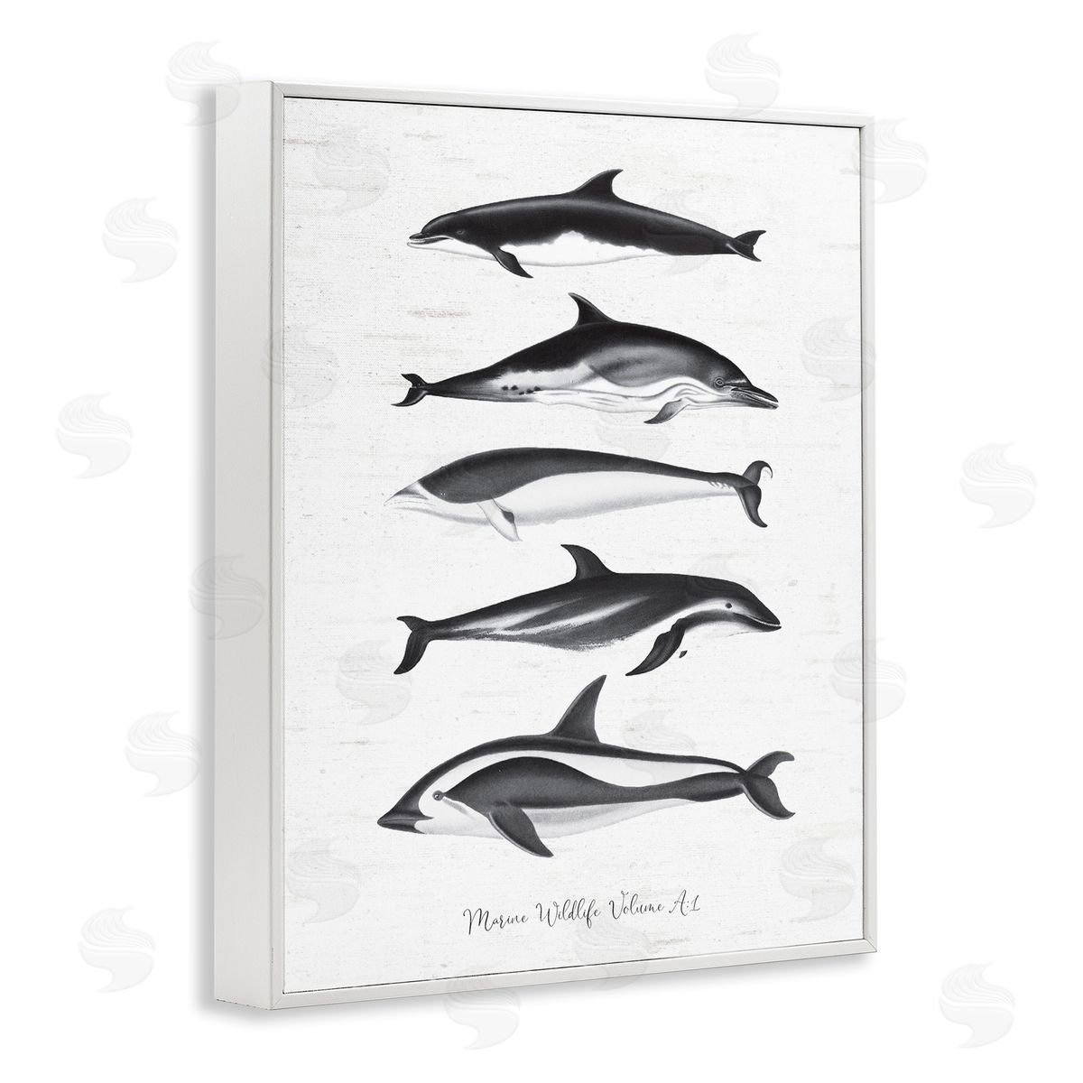 Lettered and Lined Marine Life Orca Whales Diagram Grainy Pattern White Framed Giclee Wall Art Print