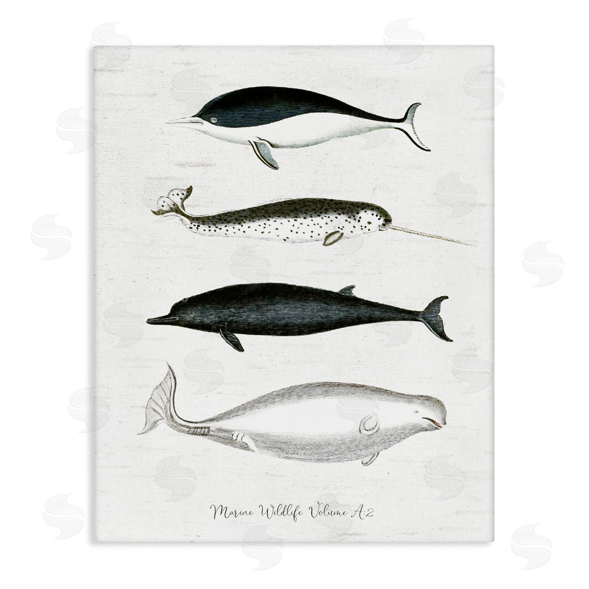 Lettered and Lined Nautical Sea Life Whales Narwhal Marine Drawings  Stretched Canvas Wall Art Print