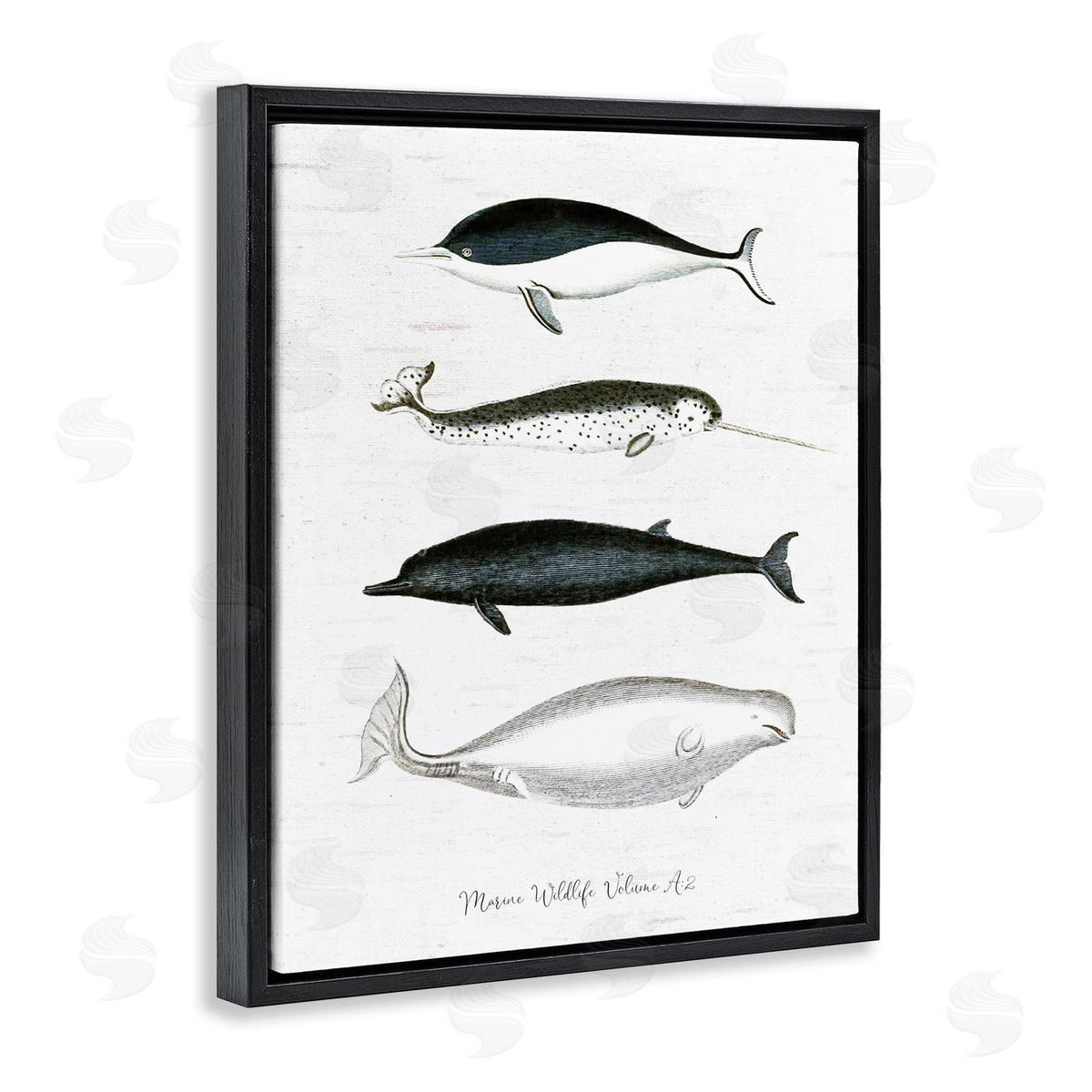 Lettered and Lined Nautical Sea Life Whales Narwhal Marine Drawings  Black Floating Frame Canvas Wall Art Print