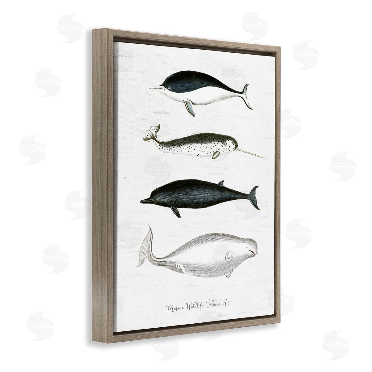Lettered and Lined Nautical Sea Life Whales Narwhal Marine Drawings  Brown Floating Frame Canvas Wall Art Print