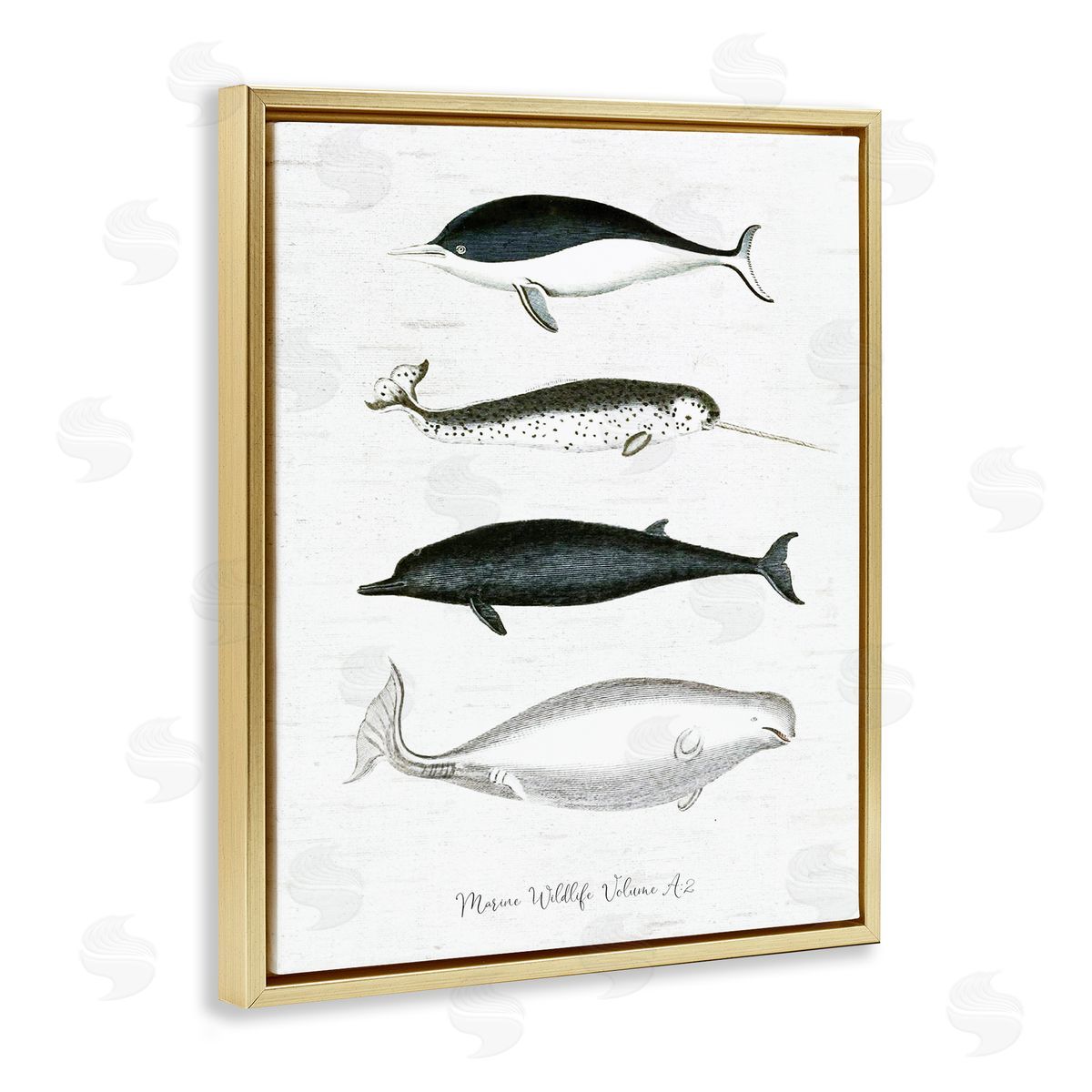 Lettered and Lined Nautical Sea Life Whales Narwhal Marine Drawings  Gold Floating Frame Canvas Wall Art Print