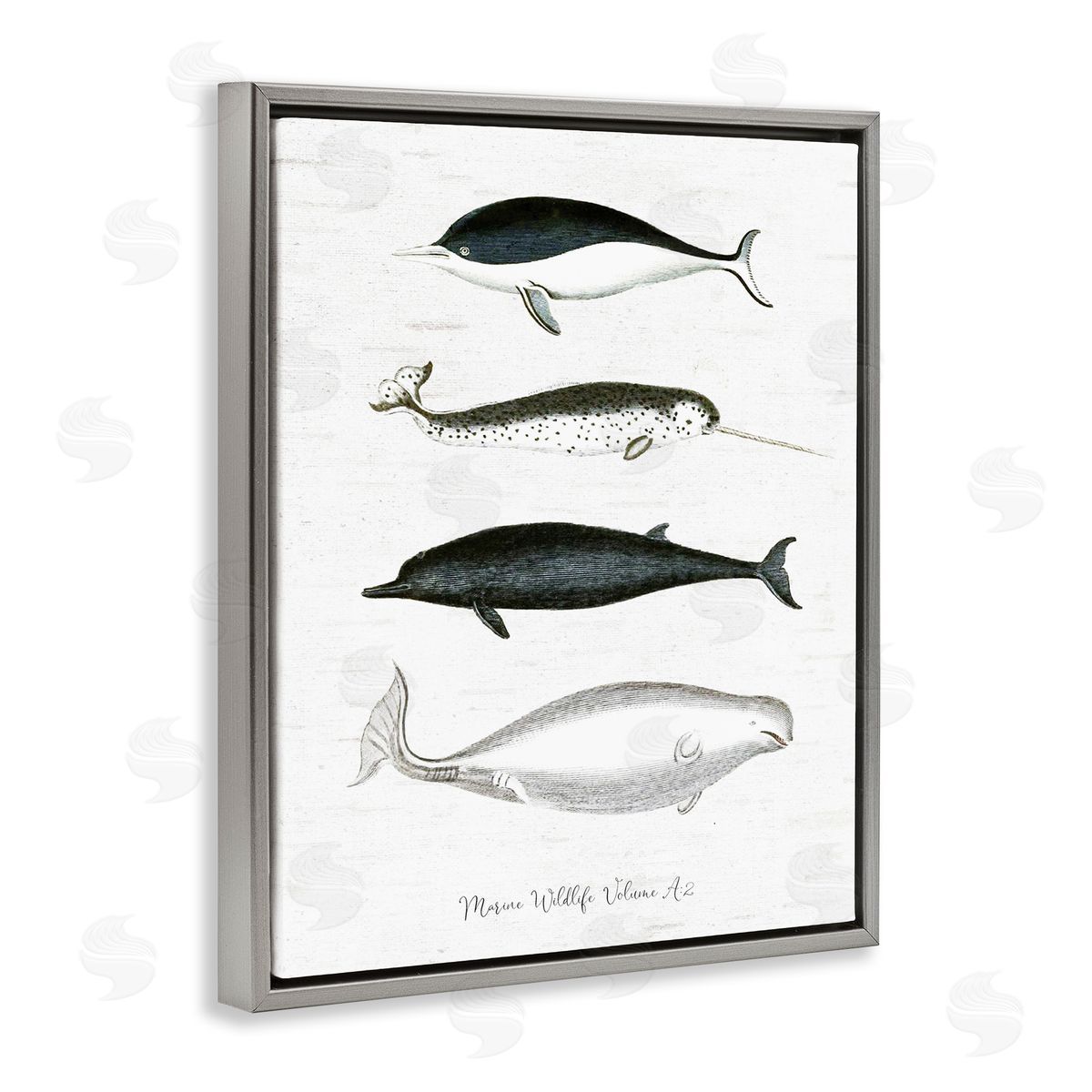Lettered and Lined Nautical Sea Life Whales Narwhal Marine Drawings  Gray Floating Frame Canvas Wall Art Print