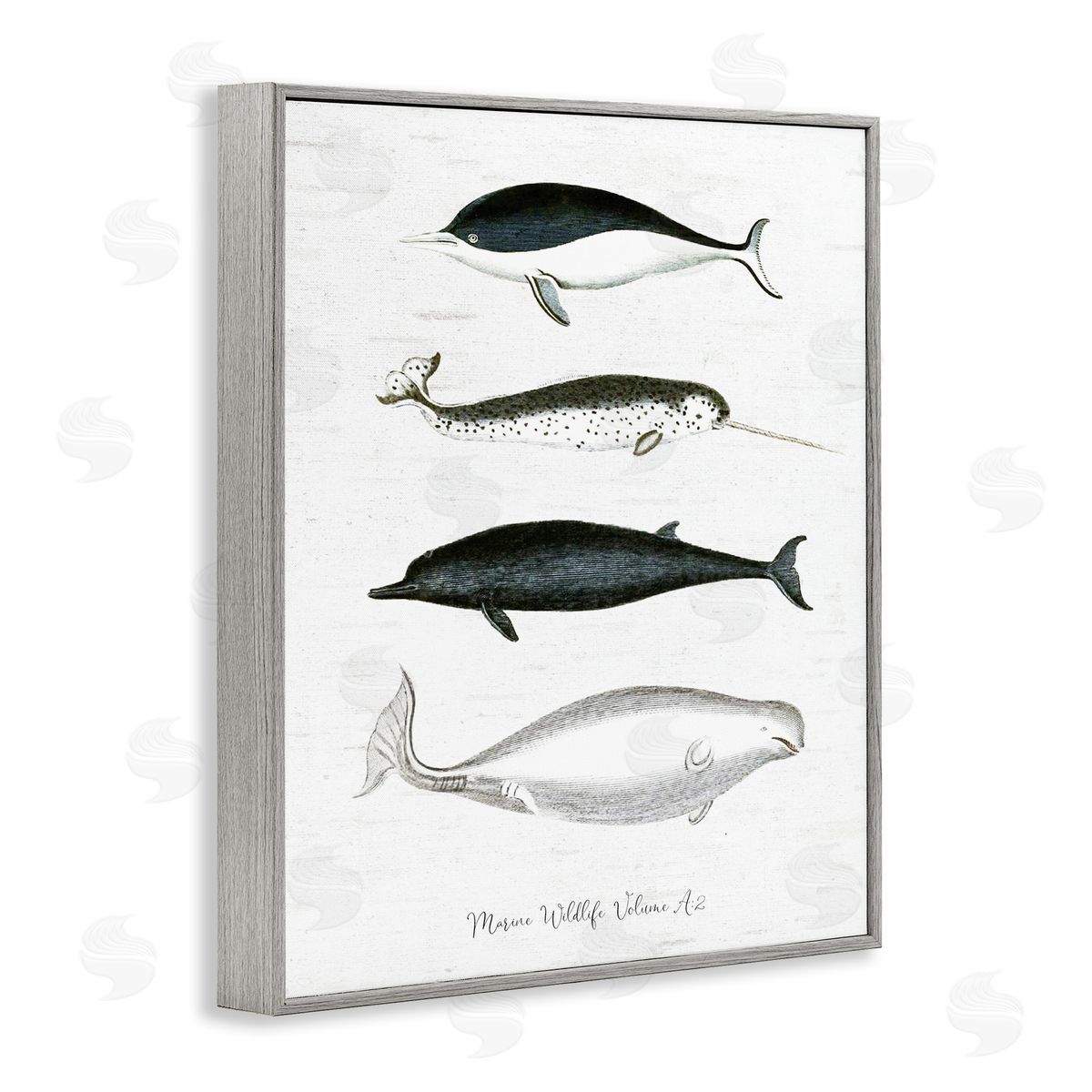 Lettered and Lined Nautical Sea Life Whales Narwhal Marine Drawings  Gray Framed Giclee Wall Art Print