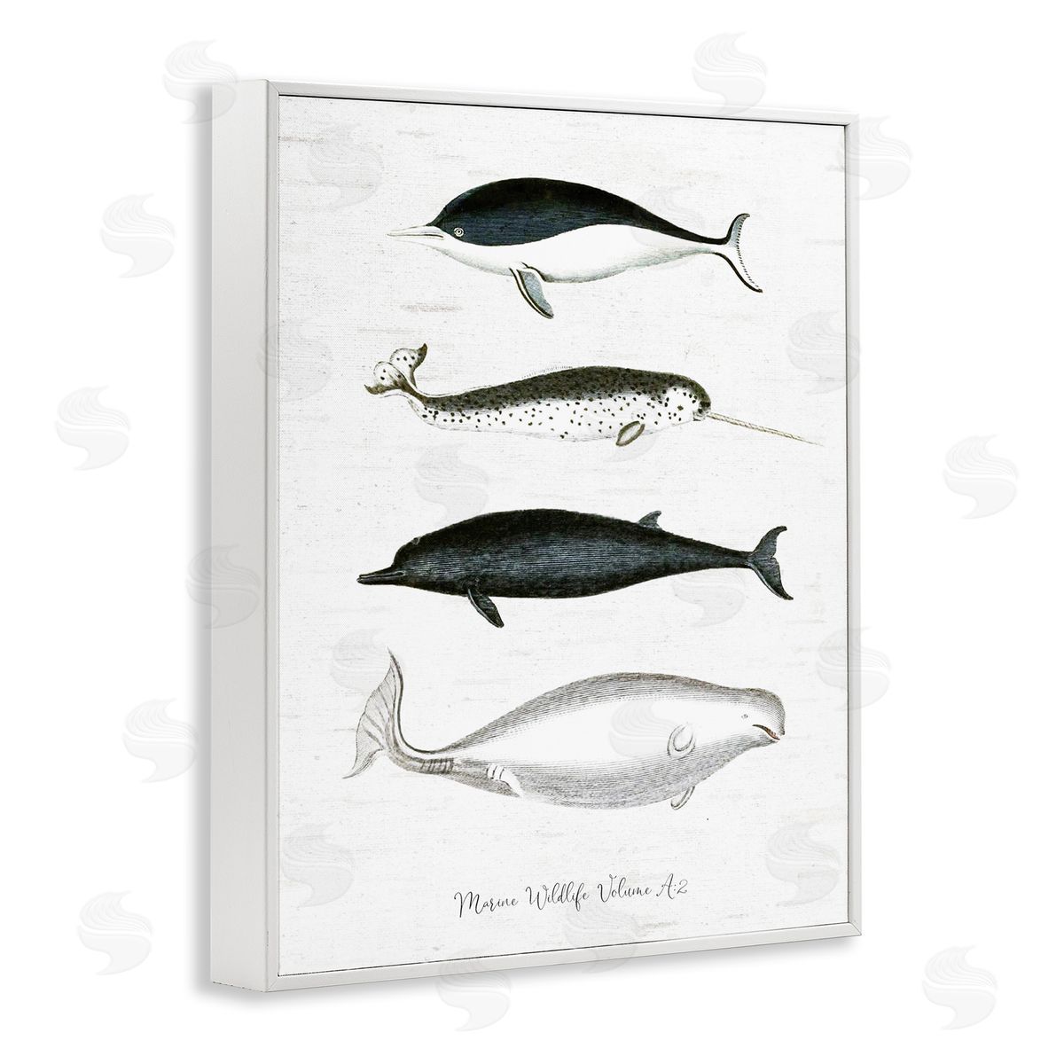 Lettered and Lined Nautical Sea Life Whales Narwhal Marine Drawings  White Framed Giclee Wall Art Print