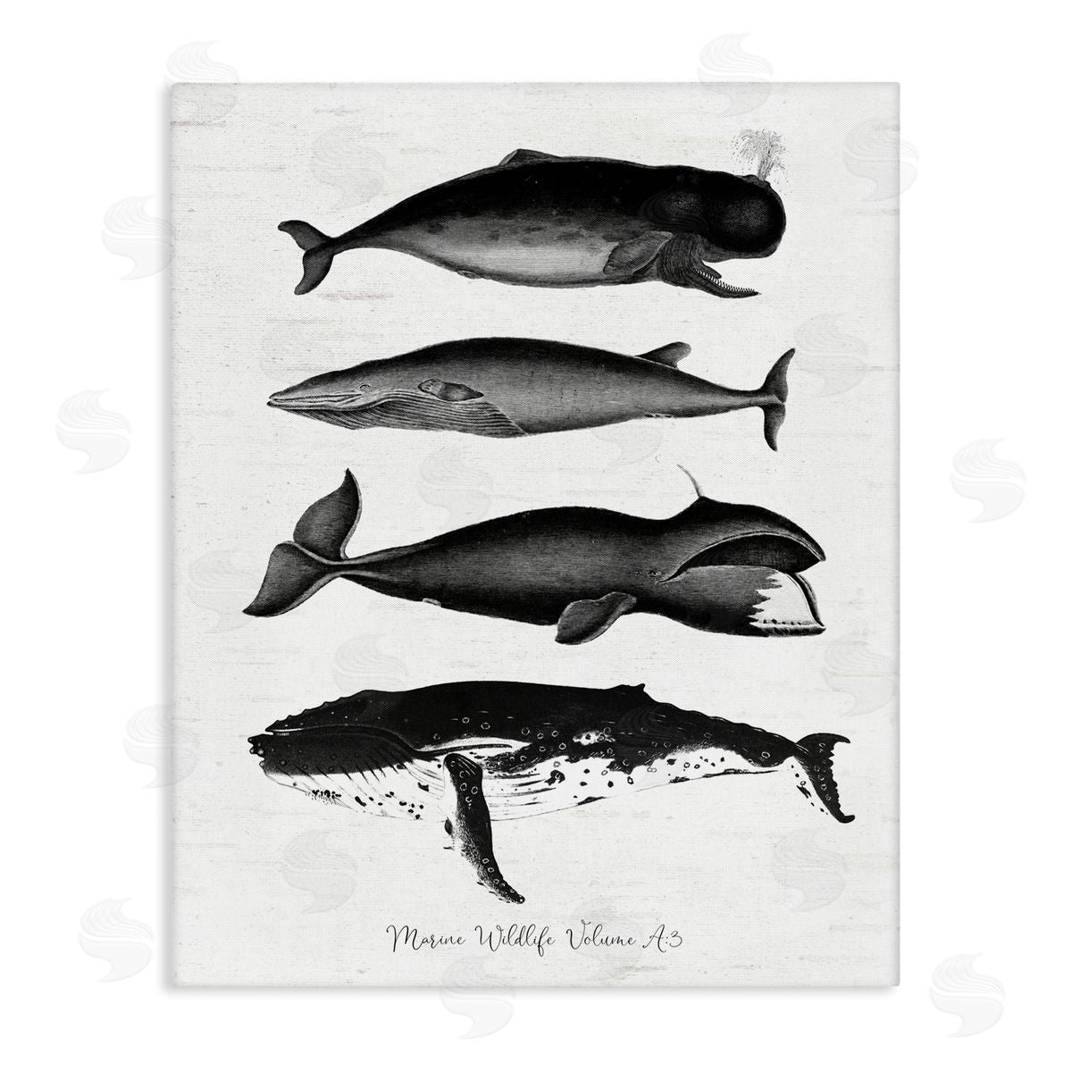 Lettered and Lined Marine Wildlife Whales Drawings Diagram Weathered Pattern Stretched Canvas Wall Art Print
