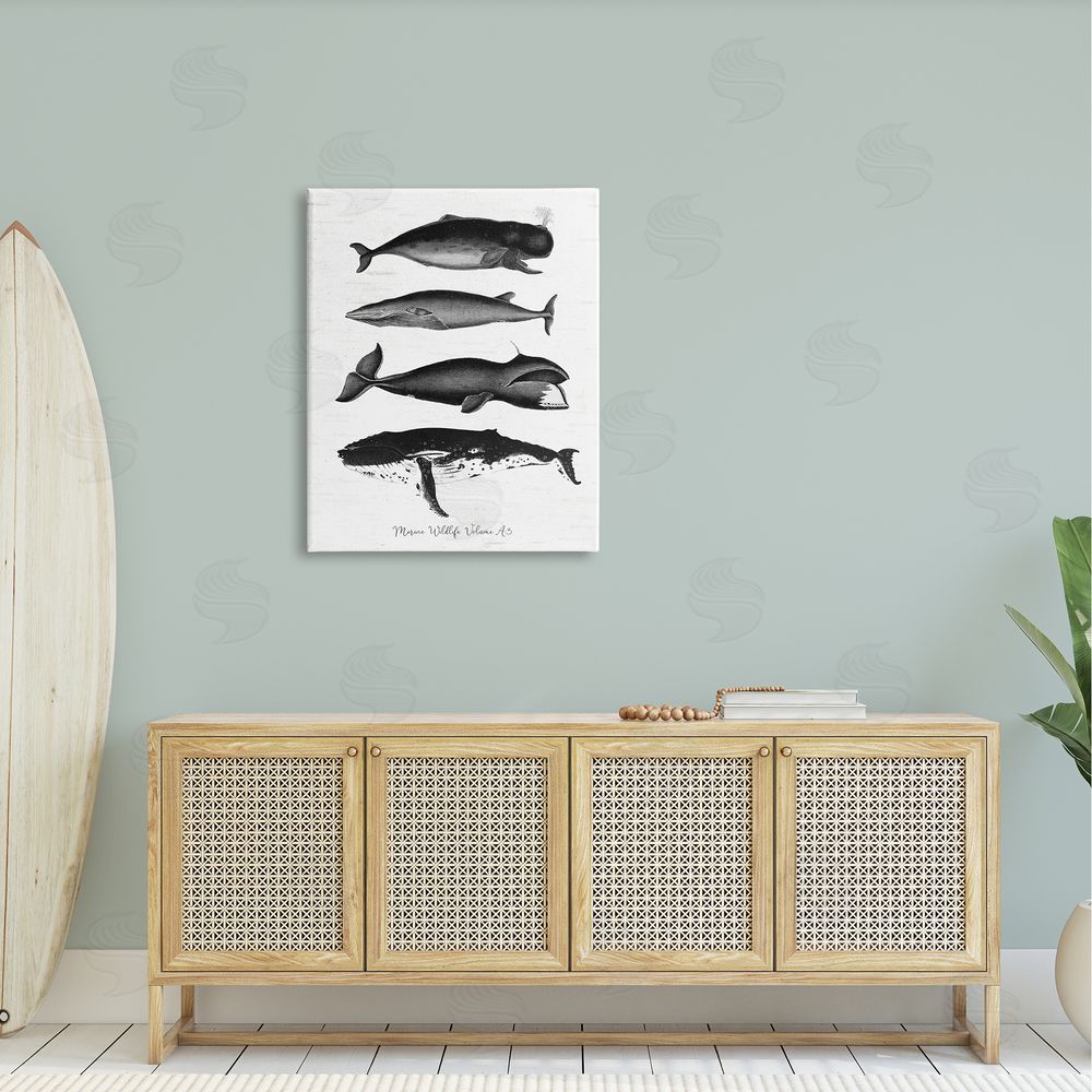 Lettered and Lined Marine Wildlife Whales Drawings Diagram Weathered Pattern Canvas Wall Art Print in Room