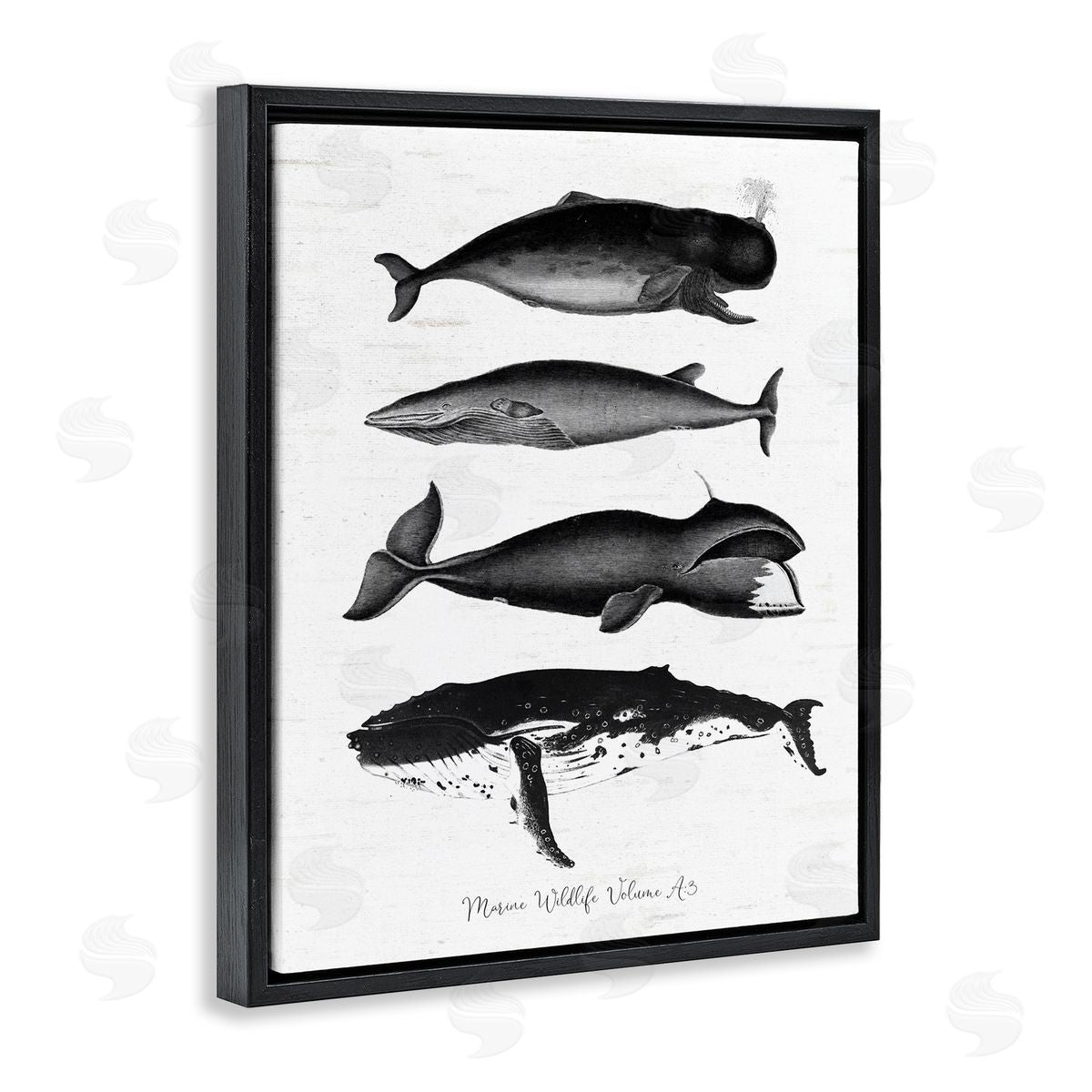 Lettered and Lined Marine Wildlife Whales Drawings Diagram Weathered Pattern Black Floating Frame Canvas Wall Art Print