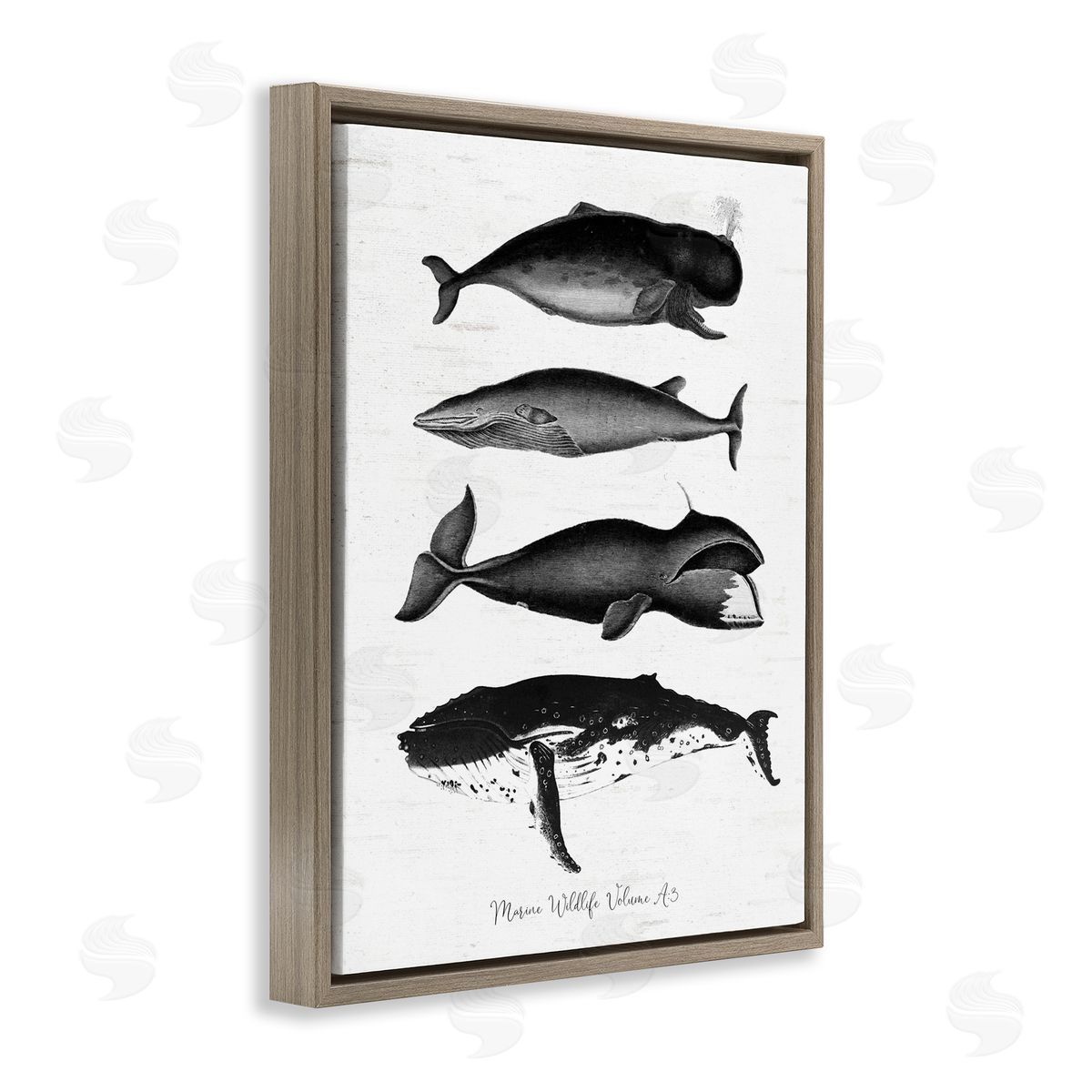 Lettered and Lined Marine Wildlife Whales Drawings Diagram Weathered Pattern Brown Floating Frame Canvas Wall Art Print
