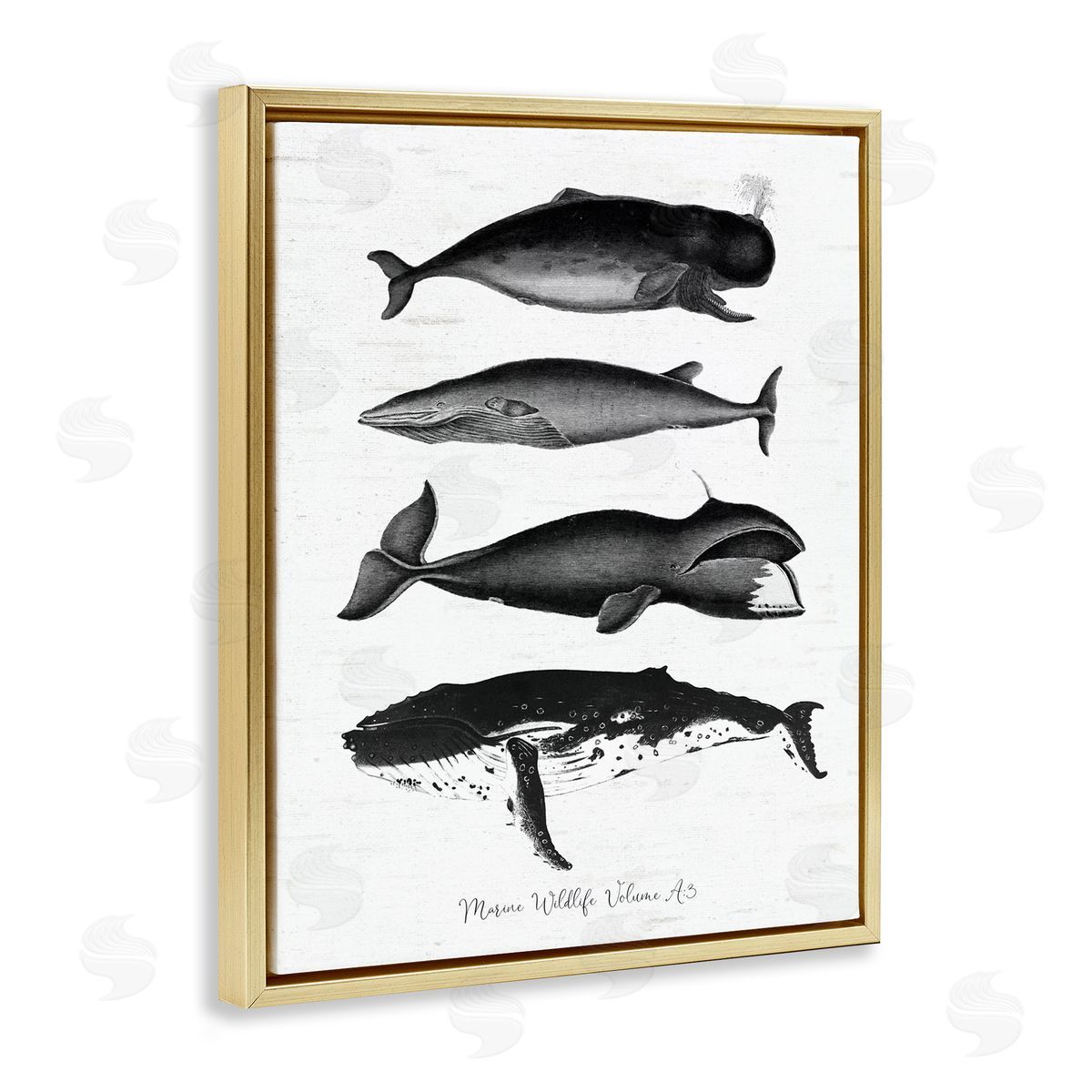 Lettered and Lined Marine Wildlife Whales Drawings Diagram Weathered Pattern Gold Floating Frame Canvas Wall Art Print