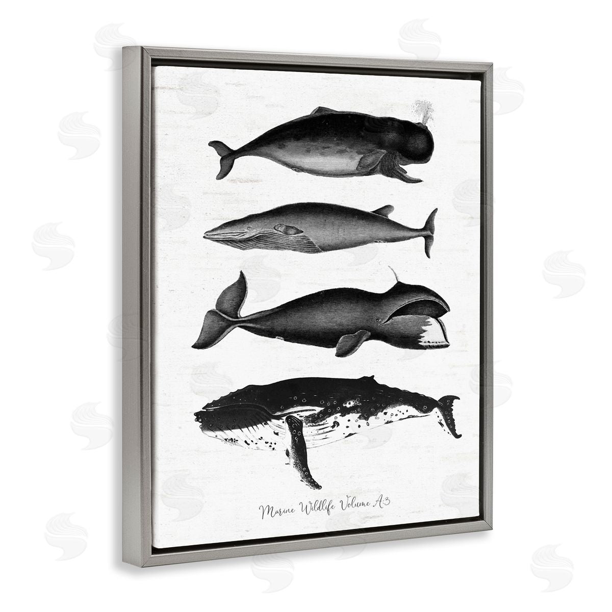 Lettered and Lined Marine Wildlife Whales Drawings Diagram Weathered Pattern Gray Floating Frame Canvas Wall Art Print
