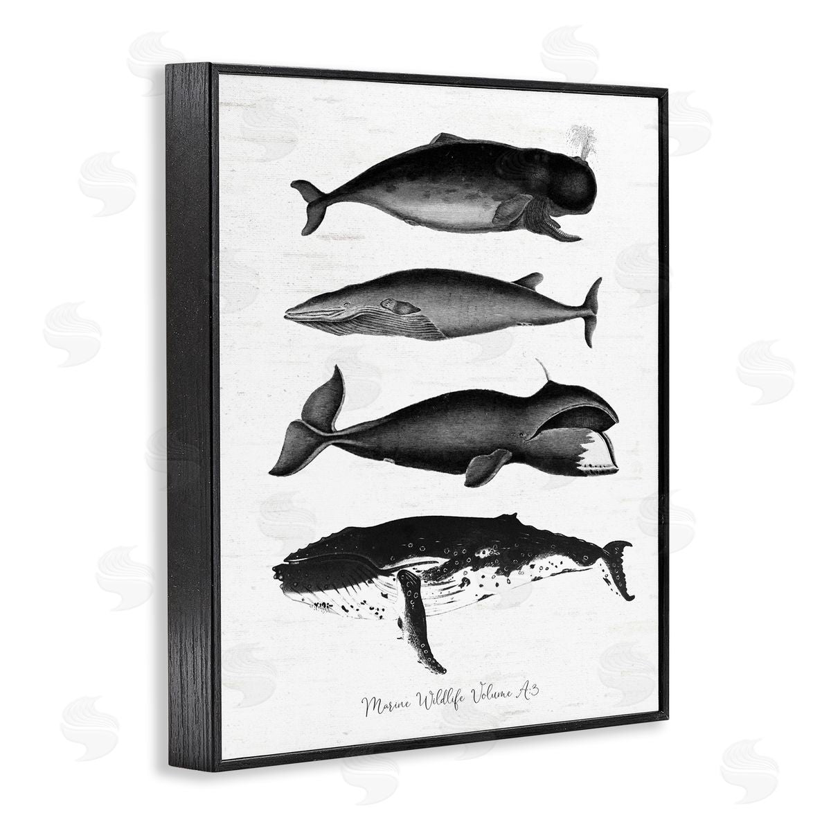 Lettered and Lined Marine Wildlife Whales Drawings Diagram Weathered Pattern Black Framed Giclee Wall Art Print