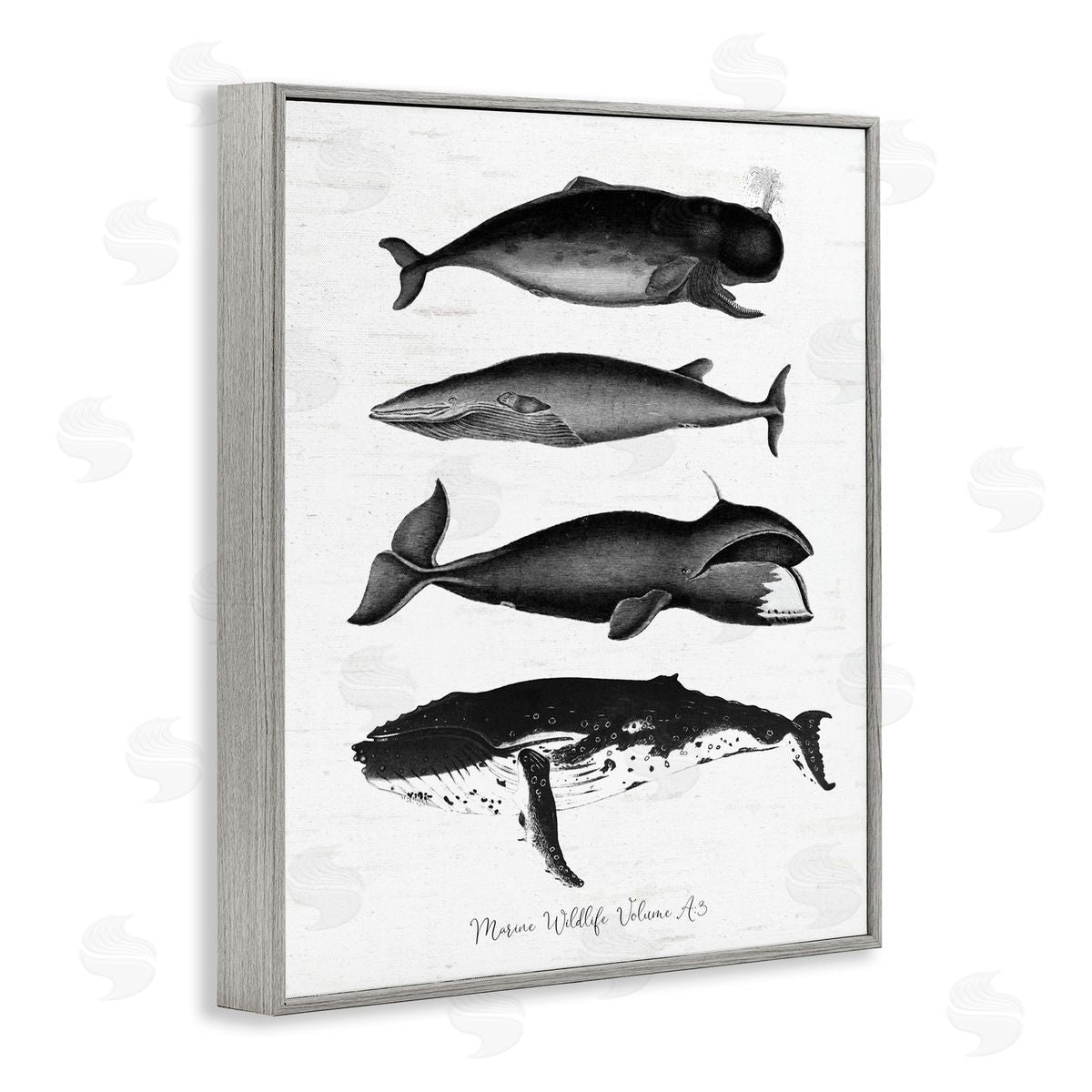 Lettered and Lined Marine Wildlife Whales Drawings Diagram Weathered Pattern Gray Framed Giclee Wall Art Print