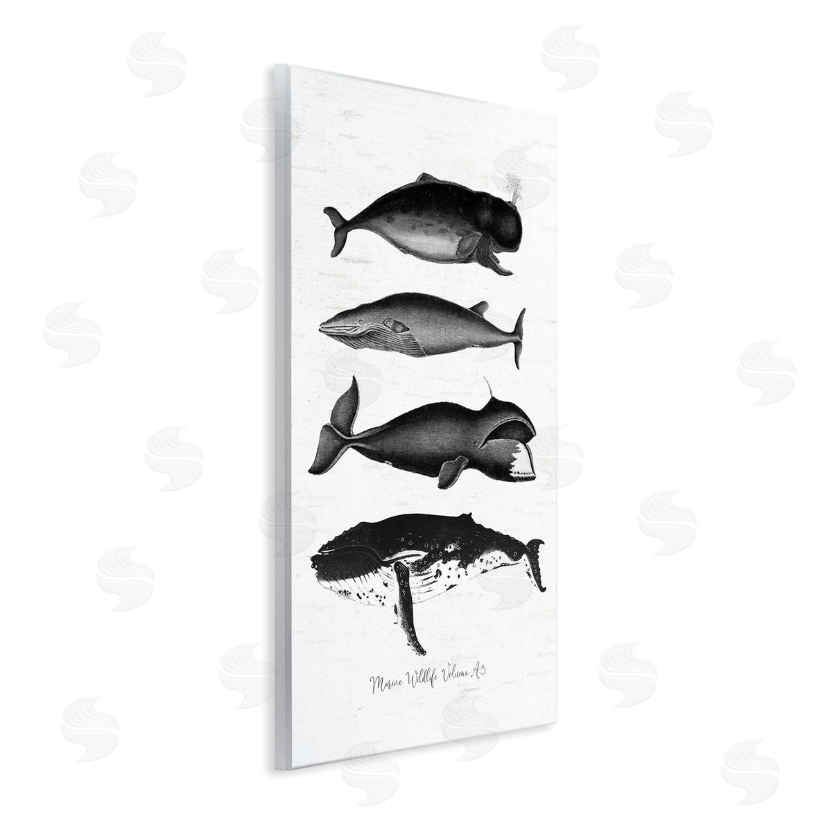 Lettered and Lined Marine Wildlife Whales Drawings Diagram Weathered Pattern Wall Plaque Art Print