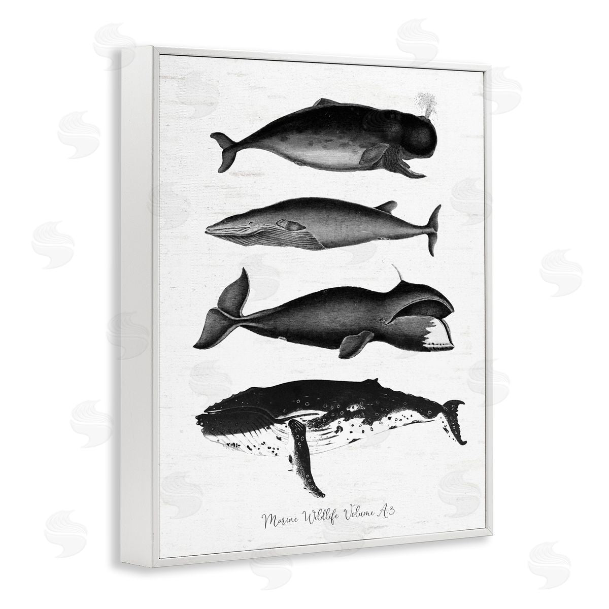 Lettered and Lined Marine Wildlife Whales Drawings Diagram Weathered Pattern White Framed Giclee Wall Art Print