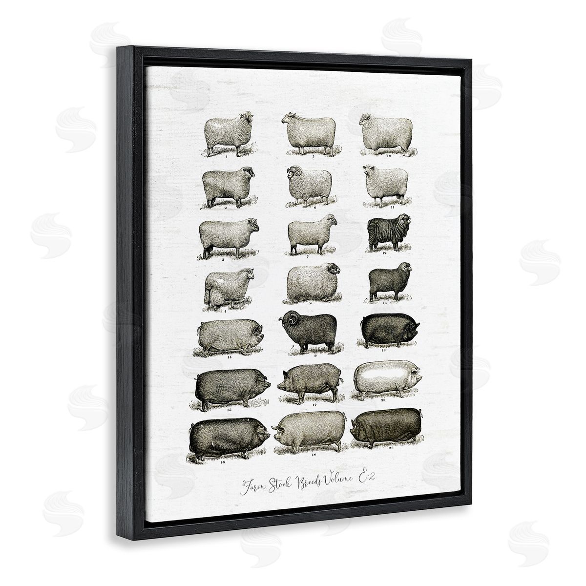 Lettered and Lined Farm Animal Breeds Pigs Sheep Diagram Chart Black Floating Frame Canvas Wall Art Print