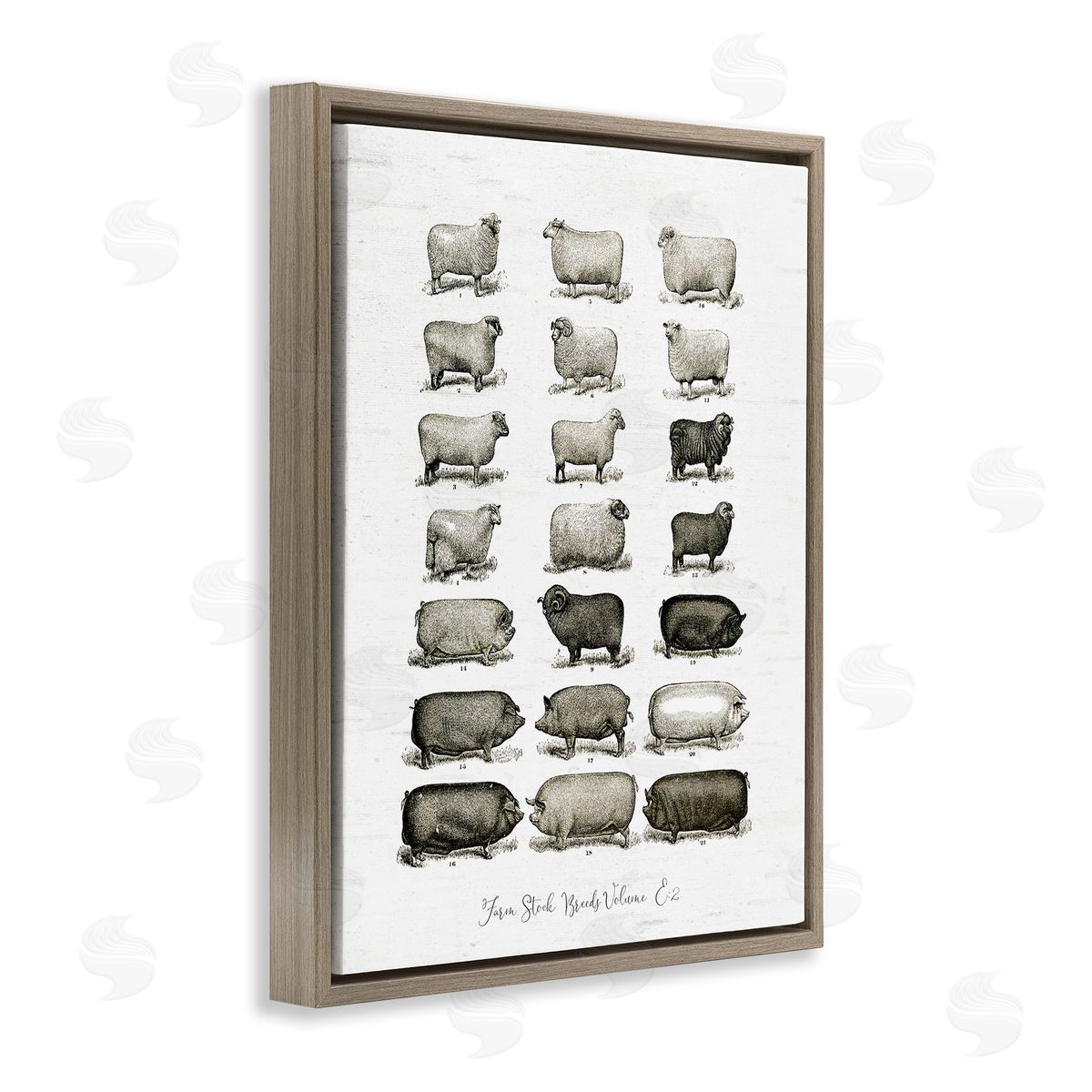 Lettered and Lined Farm Animal Breeds Pigs Sheep Diagram Chart Brown Floating Frame Canvas Wall Art Print